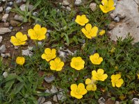 Ranunculus paludosus 3, Saxifraga-Harry Jans