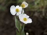 Ranunculus parnassiifolius