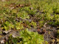 Ranunculus parviflorus 15, Kleine boterbloem, Saxifraga-Ed Stikvoort