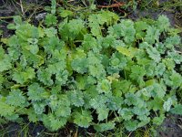 Ranunculus parviflorus 17, Kleine boterbloem, Saxifraga-Ed Stikvoort