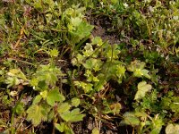 Ranunculus parviflorus 19, Kleine boterbloem, Saxifraga-Ed Stikvoort