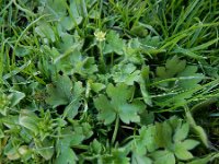 Ranunculus parviflorus 23, Kleine boterbloem, Saxifraga-Ed Stikvoort