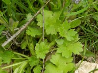 Ranunculus parviflorus 4, Kleine boterbloem, Saxifraga-Rutger Barendse