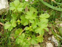 Ranunculus parviflorus 5, Kleine boterbloem, Saxifraga-Rutger Barendse