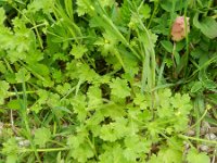 Ranunculus parviflorus 7, Kleine boterbloem, Saxifraga-Rutger Barendse