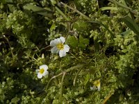 Ranunculus peltatus 12, Grote waterranonkel, Saxifraga-Willem van Kruijsbergen