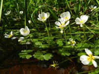 Ranunculus peltatus 13, Grote waterranonkel, Saxifraga-Rutger Barendse