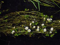 Ranunculus peltatus 15, Grote waterranonkel, Saxifraga-Ed Stikvoort