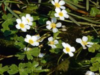 Ranunculus peltatus 16, Grote waterranonkel, Saxifraga-Ed Stikvoort