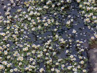 Ranunculus peltatus 17, Grote waterranonkel, Saxifraga-Ed Stikvoort