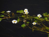 Ranunculus peltatus 22, Grote waterranonkel, Saxifraga-Ed Stikvoort