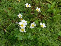 Ranunculus peltatus 23, Grote waterranonkel, Saxifraga-Ed Stikvoort