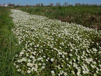 Ranunculus peltatus 27, Grote waterranonkel, Saxifraga-Ed Stikvoort