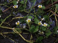 Ranunculus peltatus 4, Grote waterranonkel, Saxifraga-Hans Boll