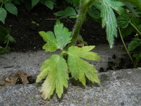 Ranunculus pensylvanicus 3, Saxifraga-Rutger Barendse