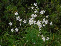 Ranunculus platanifolius 10, Saxifraga-Ed Stikvoort