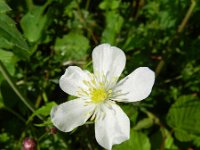 Ranunculus platanifolius 12, Saxifraga-Rutger Barendse