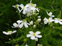 Ranunculus platanifolius 13, Saxifraga-Rutger Barendse