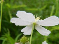 Ranunculus platanifolius 14, Saxifraga-Rutger Barendse