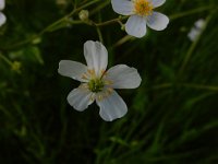 Ranunculus platanifolius 17, Saxifraga-Peter Meininger