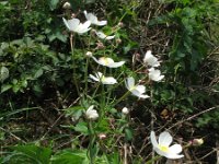 Ranunculus platanifolius 4, Saxifraga-Rutger Barendse