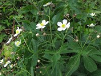 Ranunculus platanifolius 5, Saxifraga-Rutger Barendse