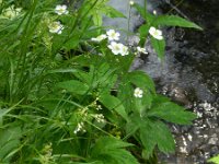 Ranunculus platanifolius 6, Saxifraga-Rutger Barendse