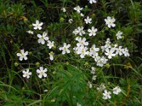 Ranunculus platanifolius 8, Saxifraga-Ed Stikvoort