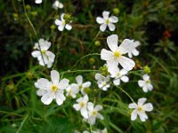 Ranunculus platanifolius 9, Saxifraga-Ed Stikvoort