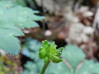 Ranunculus polyanthemos 2, Saxifraga-Rutger Barendse