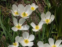 Ranunculus pyrenaeus 5, Saxifraga-Harry Jans