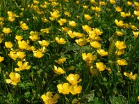 Ranunculus repens 27, Kruipende boterbloem, Saxifraga-Ed Stikvoort