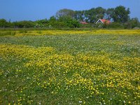 Ranunculus repens 28, Kruipende boterbloem, Saxifraga-Ed Stikvoort