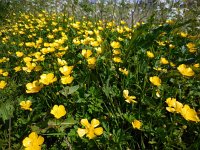 Ranunculus repens 29, Kruipende boterbloem, Saxifraga-Ed Stikvoort