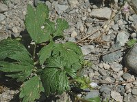 Ranunculus repens 3, Kruipende boterbloem, Saxifraga-Jan van der Straaten