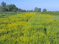 Flowery meadow colored yellow from Buttercups  Flowery meadow colored yellow from Buttercups : Biesbosch, buttercup, buttercups, colored, flora, floral, flower, flowers, flowery, grassland, green, Holland, many, meadow, national park, natural, nature, Netherlands, North Brabant, NP, pasture, plant, plants, ranunculus, spring, springtime, vascular, vegetation, yellow