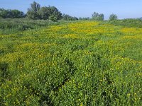 Flowery meadow colored yellow from Buttercups  Flowery meadow colored yellow from Buttercups : Biesbosch, buttercup, buttercups, colored, flora, floral, flower, flowers, flowery, grassland, green, Holland, many, meadow, national park, natural, nature, Netherlands, North Brabant, NP, pasture, plant, plants, ranunculus, spring, springtime, vascular, vegetation, yellow