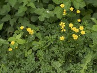 Ranunculus repens 37, Kruipende boterbloem, Saxifraga-Willem van Kruijsbergen