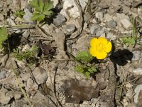 Ranunculus repens 5, Kruipende boterbloem, Saxifraga-Jan van der Straaten