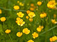 Ranunculus repens 7, kruipende boterbloem, Saxifraga-Rudmer Zwerver