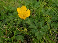 Ranunculus repens 8, Kruipende boterbloem, Saxifraga-Ab H Baas