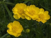 Ranunculus repens 9, Kruipende boterbloem, Saxifraga-Jan van der Straaten