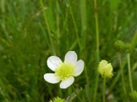 Ranunculus sardous 12, Behaarde boterbloem, Saxifraga-Rutger Barendse