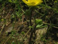 Ranunculus sardous 2, Behaarde boterbloem, Saxifraga-Rutger Barendse