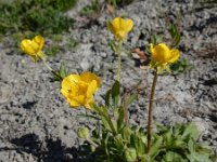 Ranunculus sardous 20, Behaarde boterbloem, Saxifraga-Ed Stikvoort