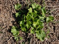 Ranunculus sardous 21, Behaarde boterbloem, Saxifraga-Ed Stikvoort