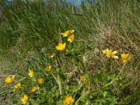 Ranunculus sardous 24, Behaarde boterbloem, Saxifraga-Ed Stikvoort