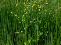 Ranunculus sceleratus 11, Blaartrekkende boterbloem, Saxifraga-Ed Stikvoort