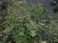 Ranunculus sceleratus 2, Blaartrekkende boterbloem, Saxifraga-Hans Boll