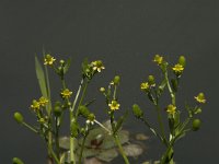 Ranunculus sceleratus 3, Blaartrekkende boterbloem, Saxifraga-Jan van der Straaten